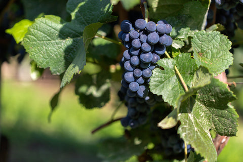 BEAUJOLAIS NOUVEAU indlæg billede