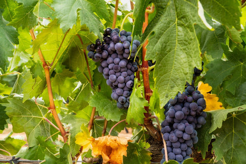 Garnacha Tintorera